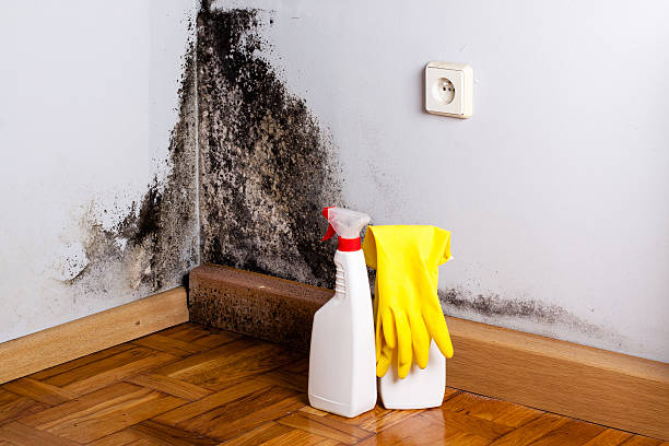 Best Black Mold Removal  in Redington Beach, FL