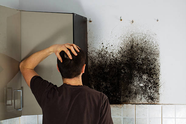 Redington Beach, FL Mold Removal Company